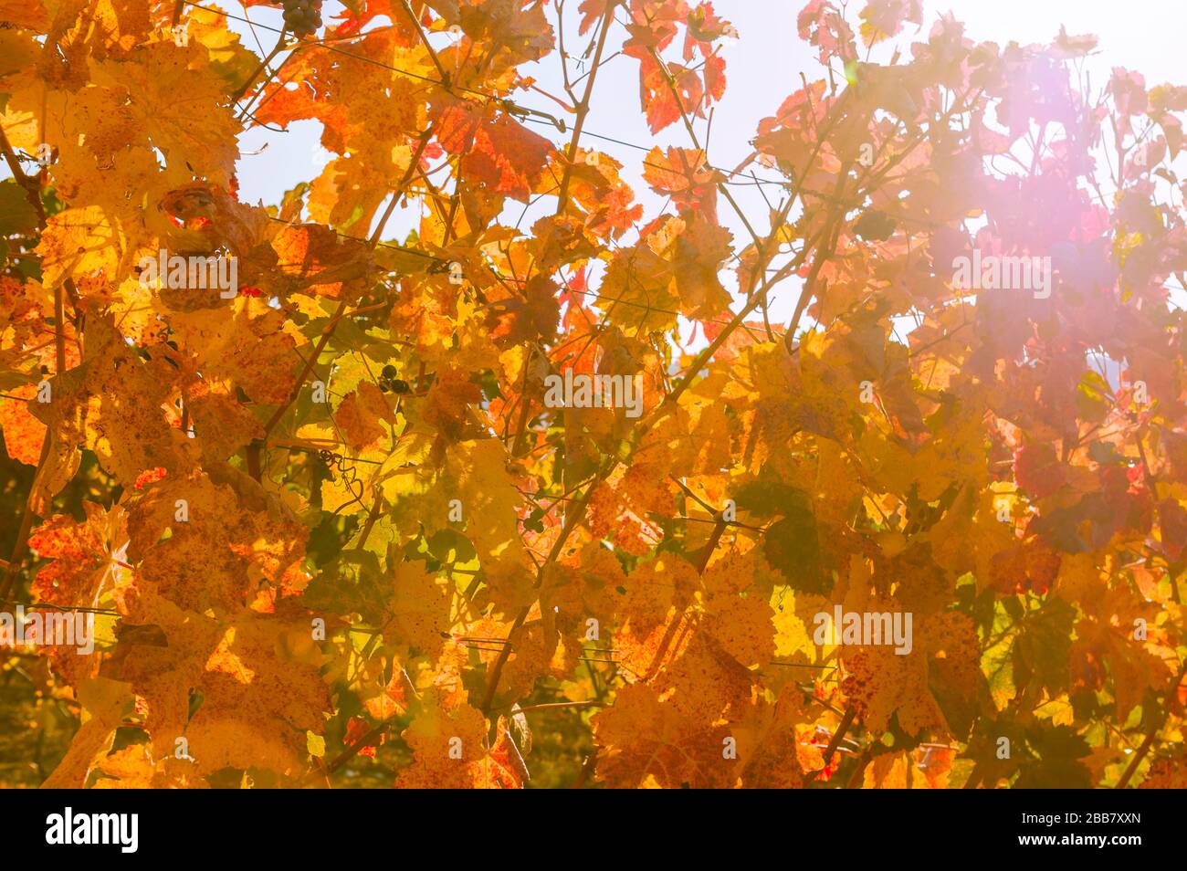Ambiance colorée d'automne aux couleurs d'automne dans le vignoble le matin dans le dos Banque D'Images