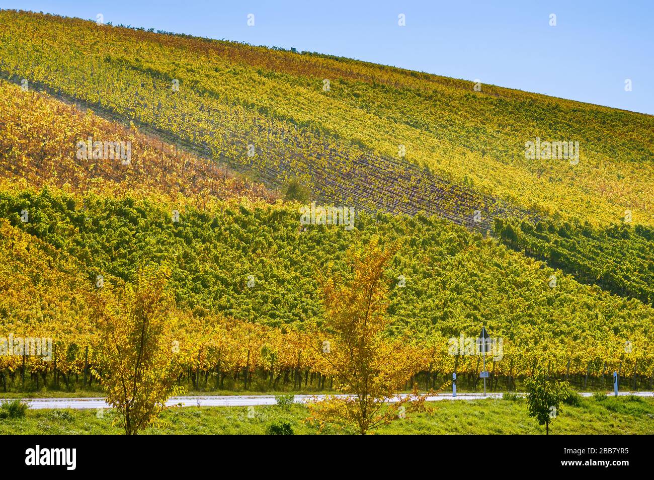 Paysage coloré en Basse-Franconie avec ambiance d'automne et couleurs d'automne dans le vignoble le matin Banque D'Images