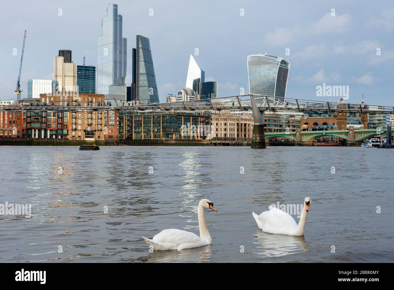 Des cygnes muets ou Cygnus Oland glissant sur la Tamise et la City of London, Londres, Angleterre, Royaume-Uni Banque D'Images