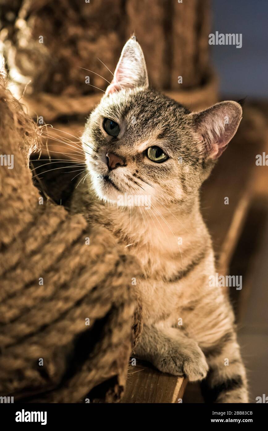 Pixie Bob Chat Obscurci Par Un Poteau De Rayure Avec Corde Photo Stock Alamy