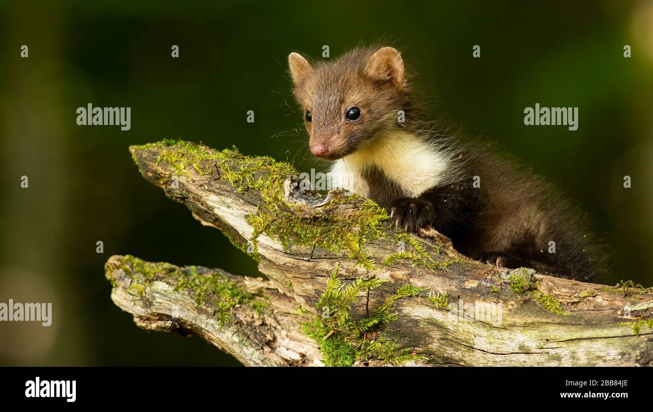 Petit bouret de hêtre cub rampant sur la branche dans la forêt de printemps Banque D'Images