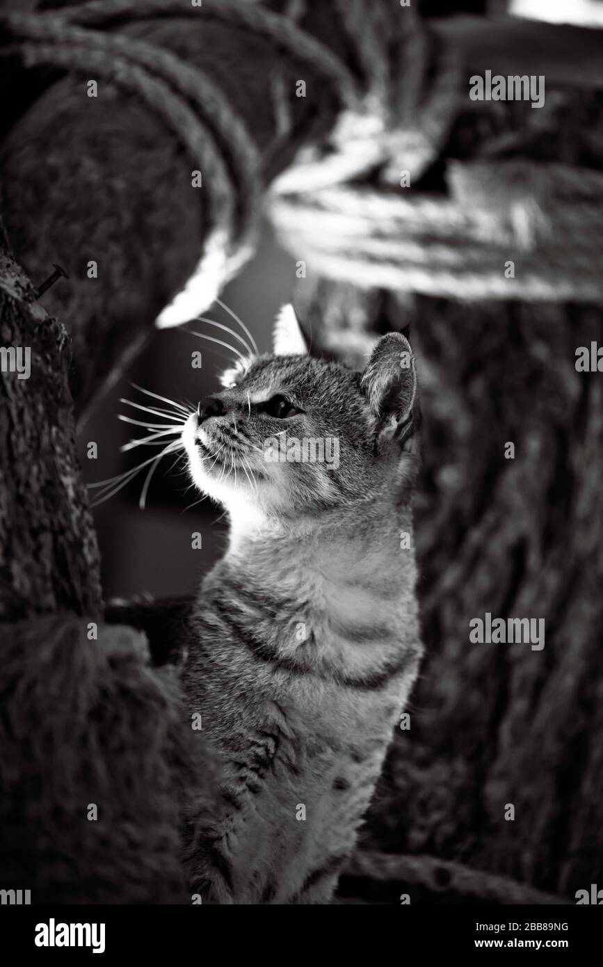 Pixie Bob Chat Debout Derriere Par Un Poteau Rayant Avec Corde Avec Une Tete Coquee Photo Stock Alamy