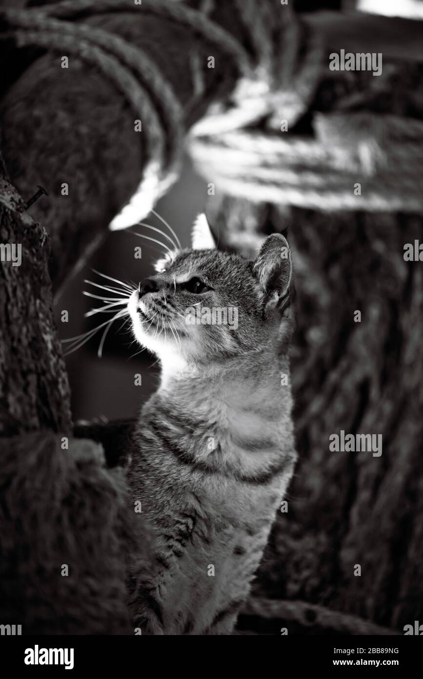 Pixie-bob chat debout derrière par un poteau rayant avec corde avec une  tête coquée Photo Stock - Alamy