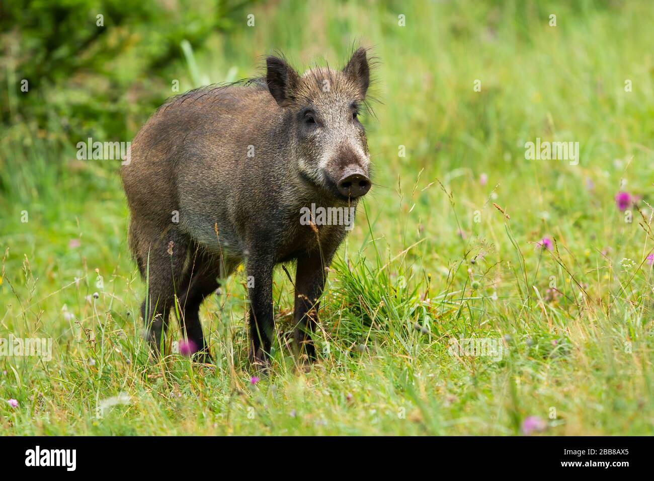 Sanglier adulte calme regardant sur l'herbe verte en été. Banque D'Images