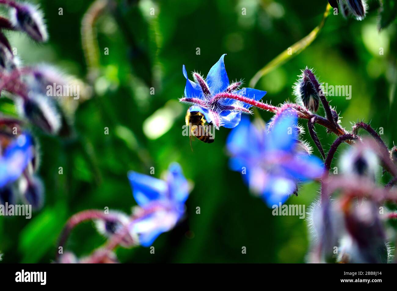 L'abeille suce le nectar des fleurs de bourage. Banque D'Images