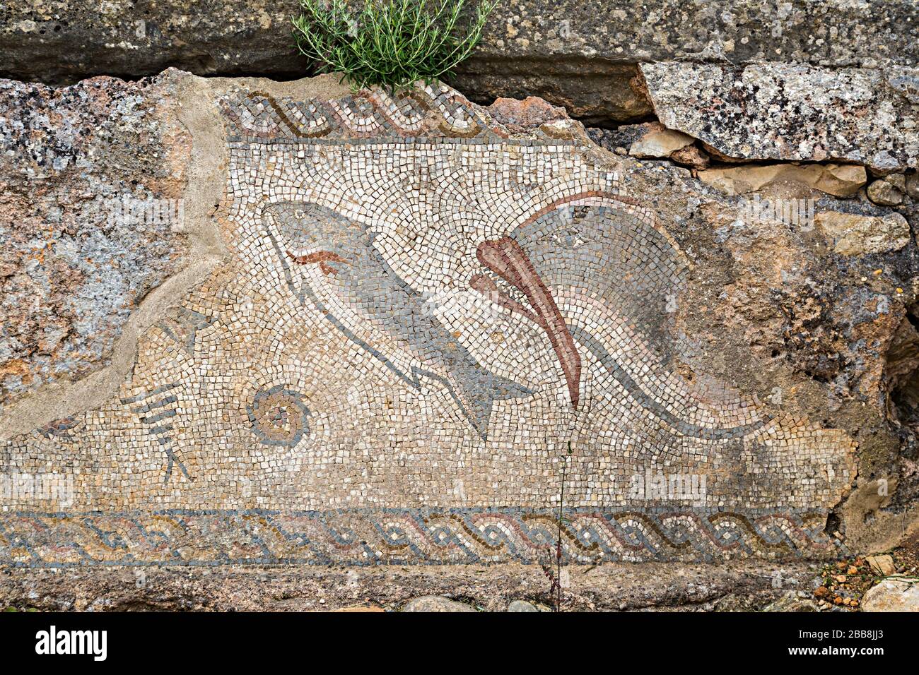 Dauphins et mosaïque de poissons dans les ruines de villas romaines, Milreu, Algarve, Portugal Banque D'Images
