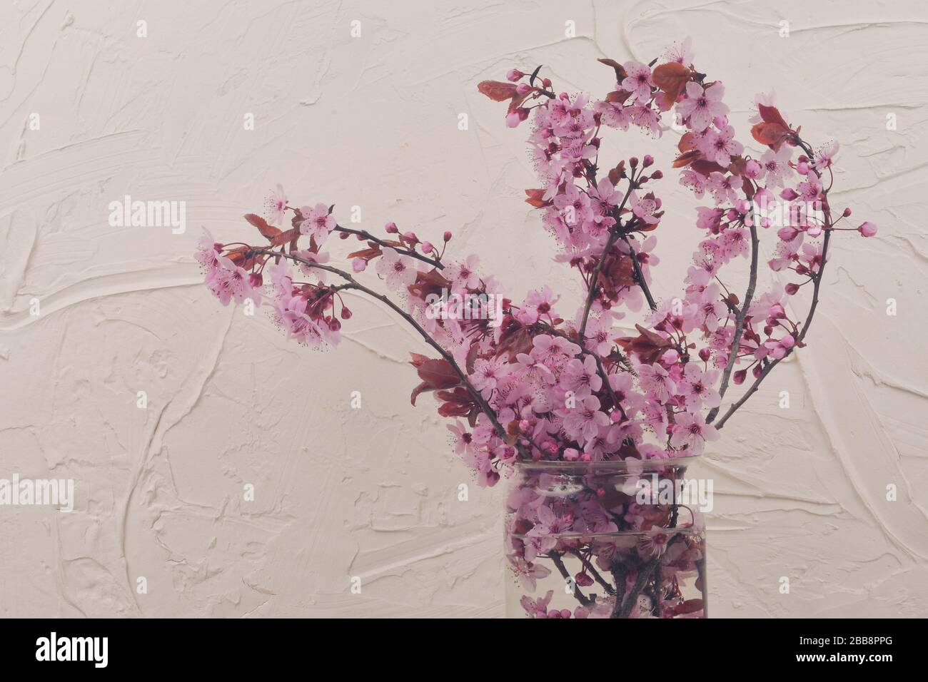 Cerisier fleuri dans vase, belles fleurs roses. Prunus serrulata ou cerise japonaise également appelée cerise de colline, cerise orientale ou cerise d'Asie de l'est Banque D'Images
