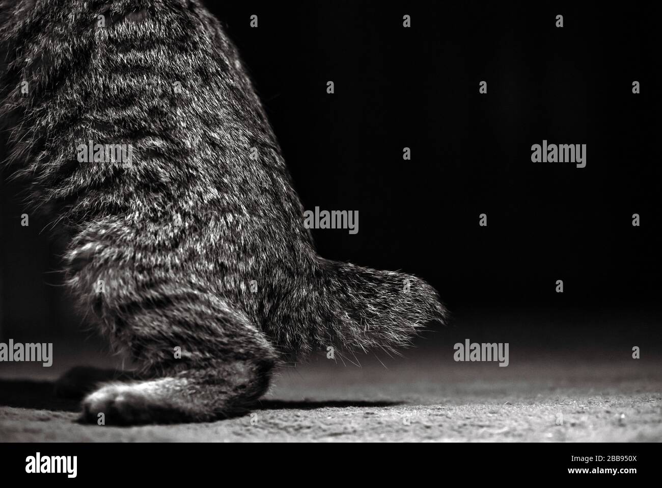Pixie Bob Chat Se Penchant Contre Le Mur Dans Un Hall Sombre Photo Stock Alamy