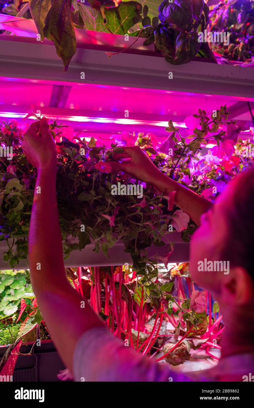 Vue sur l'épaule de la femme examinant les plantes qui poussent sous des lampes LED en serre Banque D'Images