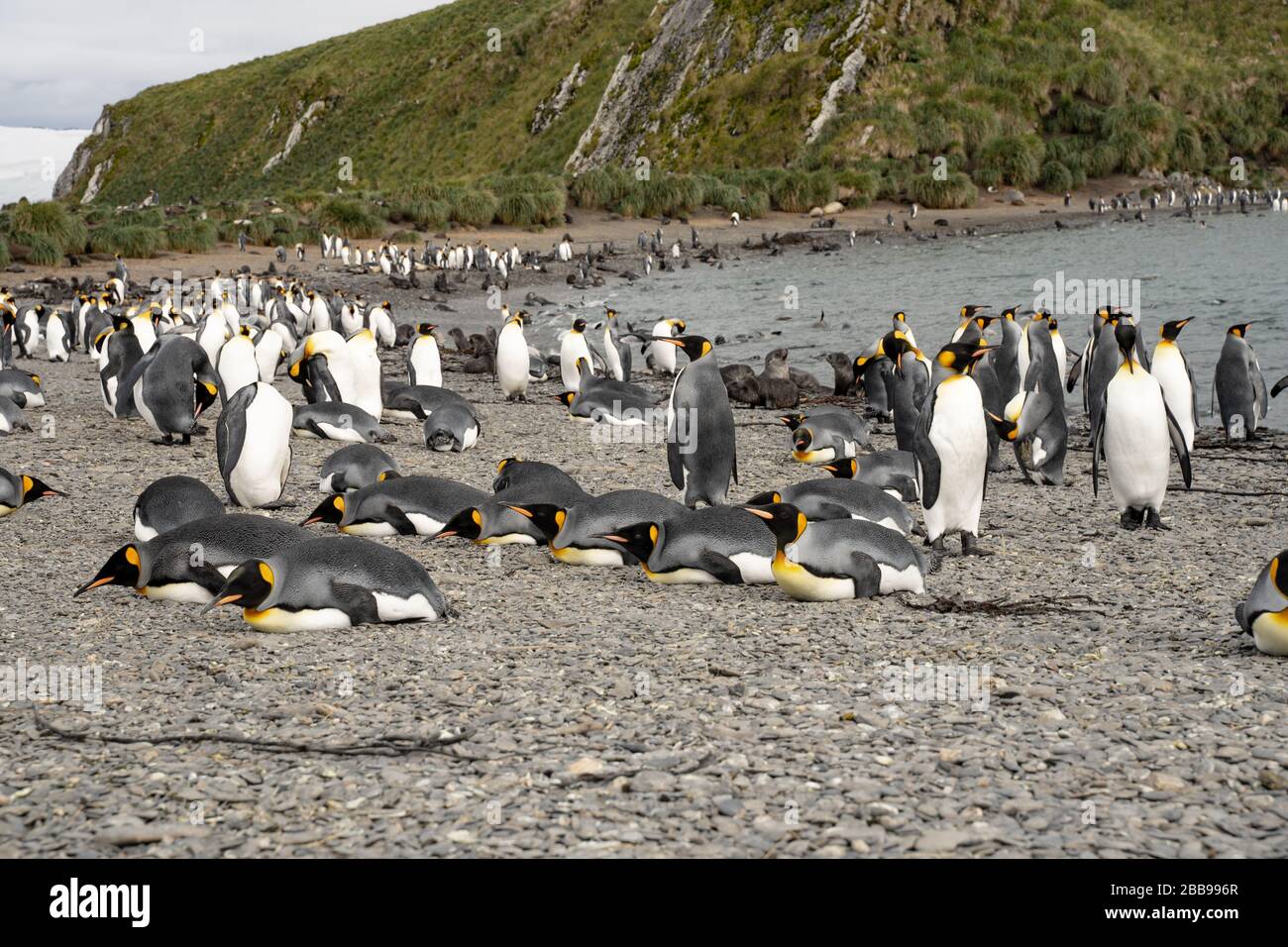 groupe de pingouins en antarctique Banque D'Images