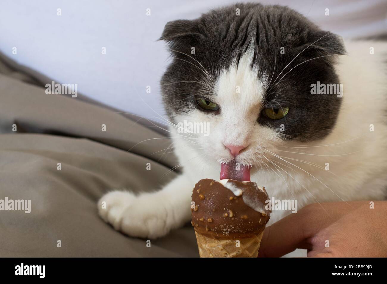 Drole De Chat Noir Et Blanc Manger De La Glace Photo Stock Alamy Drole De Chat Noir Et Blanc Manger De La Glace Photo Stock Alamy