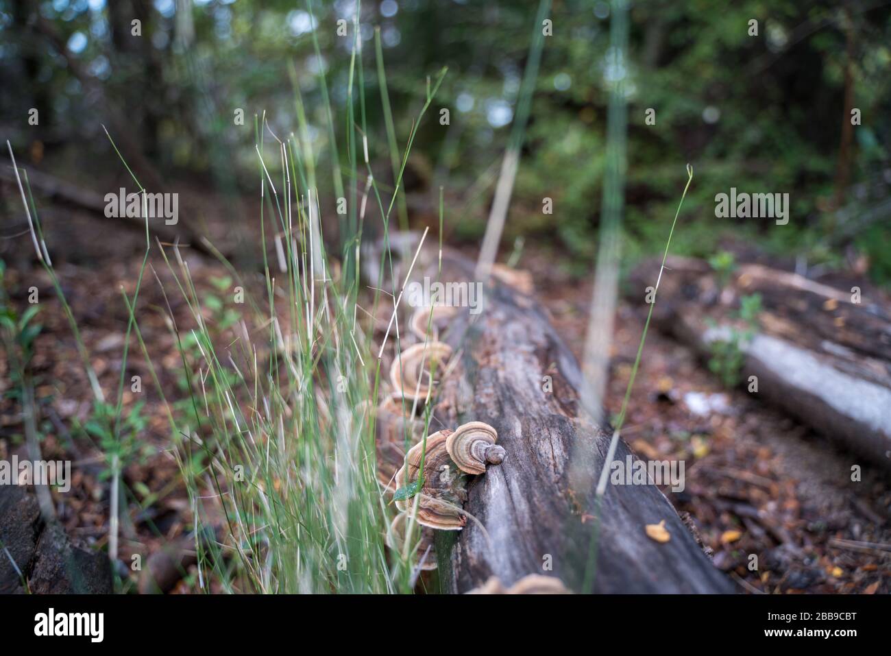 champignon qui pousse sur le côté d'un log tombé dans une forêt. Banque D'Images