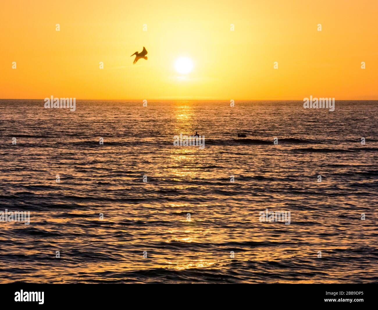 Coucher de soleil sur le golfe du Mexique avec un pélican volant en silhouette Banque D'Images