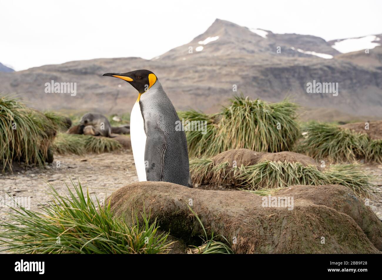 Grand pingouin dans le sud de la Géorgie Banque D'Images