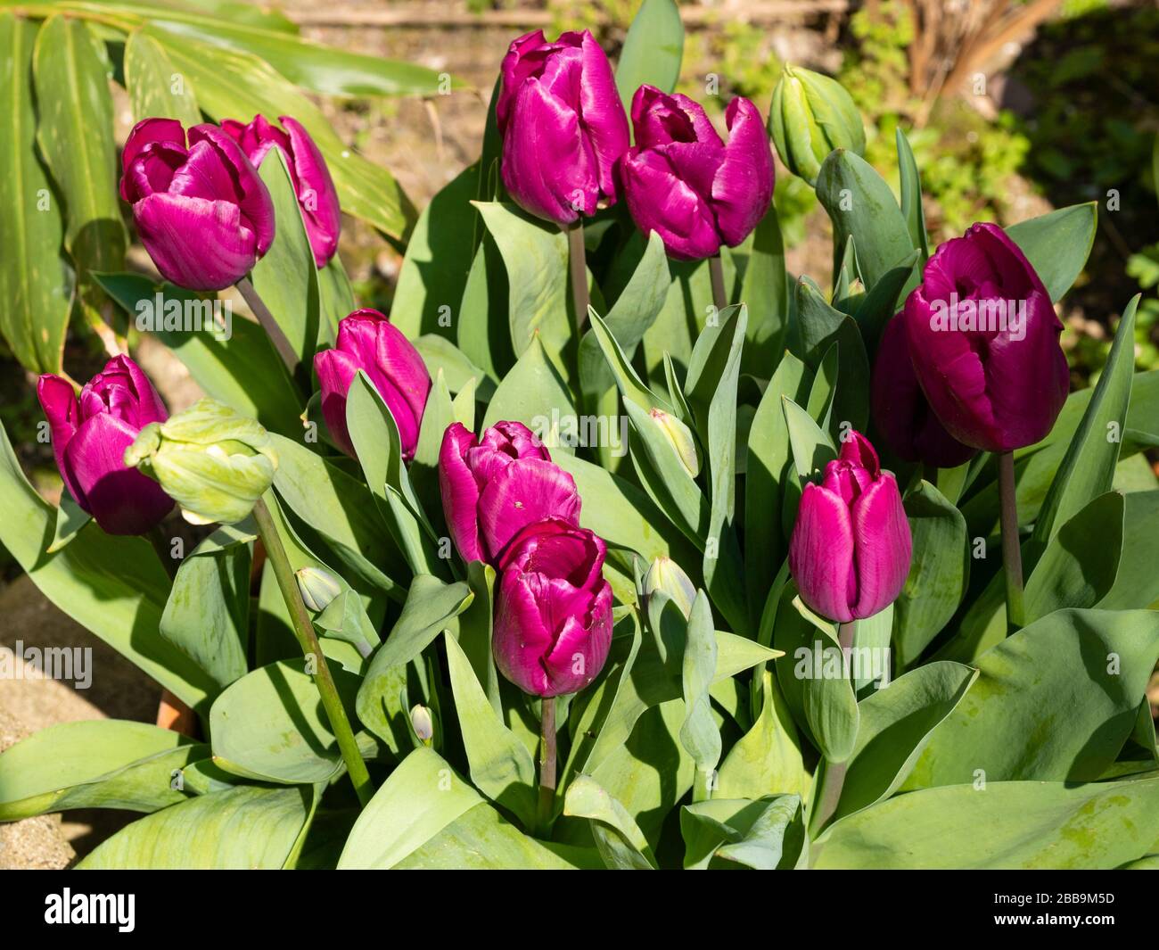 Vase classique en forme de milieu de printemps rose fleurs violettes de l'ampoule robuste, tulipe 'Blue Beauty' Banque D'Images