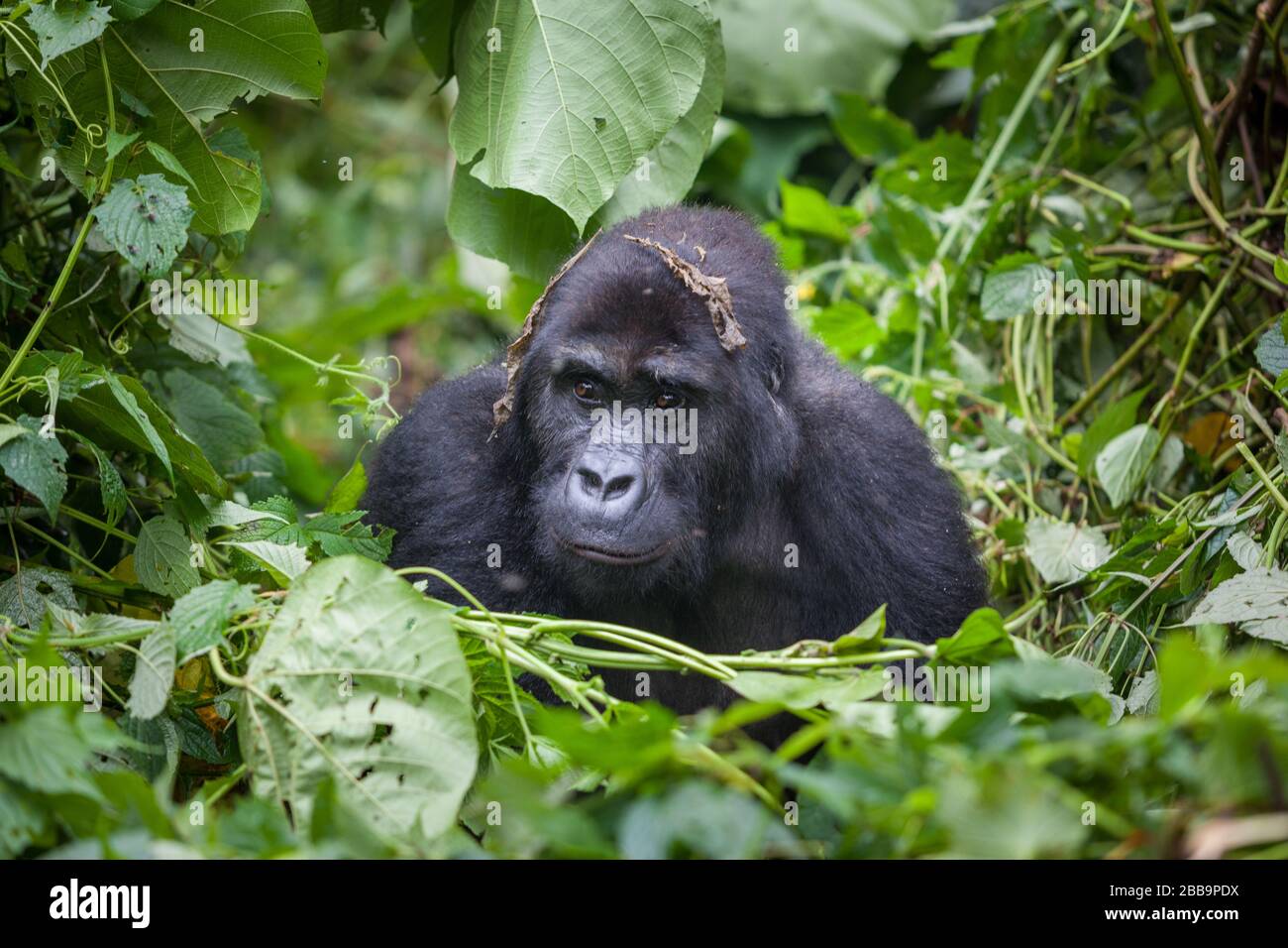 Gorilla dans le parc national sauvage République démocratique du Congo forêt verte Banque D'Images