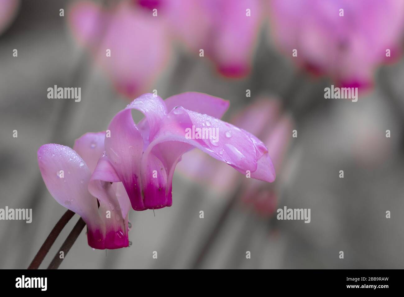 Fleurs de cyclamen blanches et roses avec de petites gouttes de rosée sur fond flou de pétales Banque D'Images