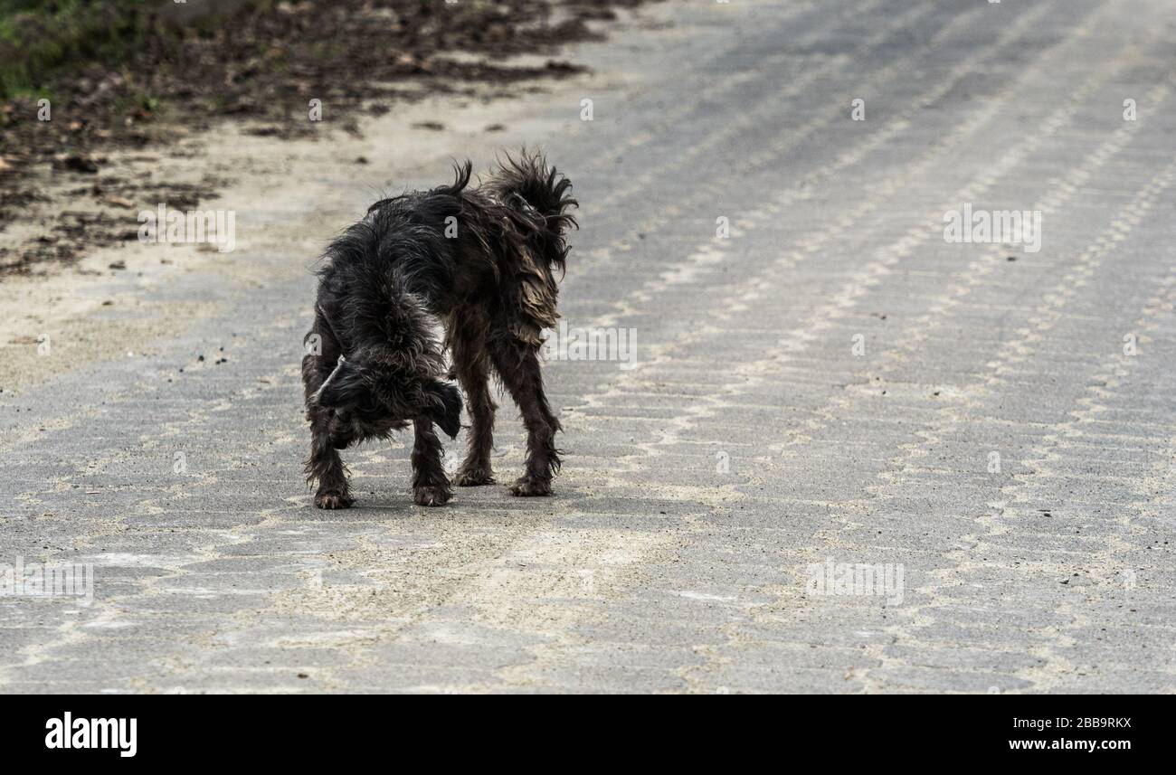 Un chien errant affleurant sur une rue pavée rayant sa jambe avant. Banque D'Images Un chien errant affleurant sur une rue pavée rayant sa jambe avant. Banque D'Images