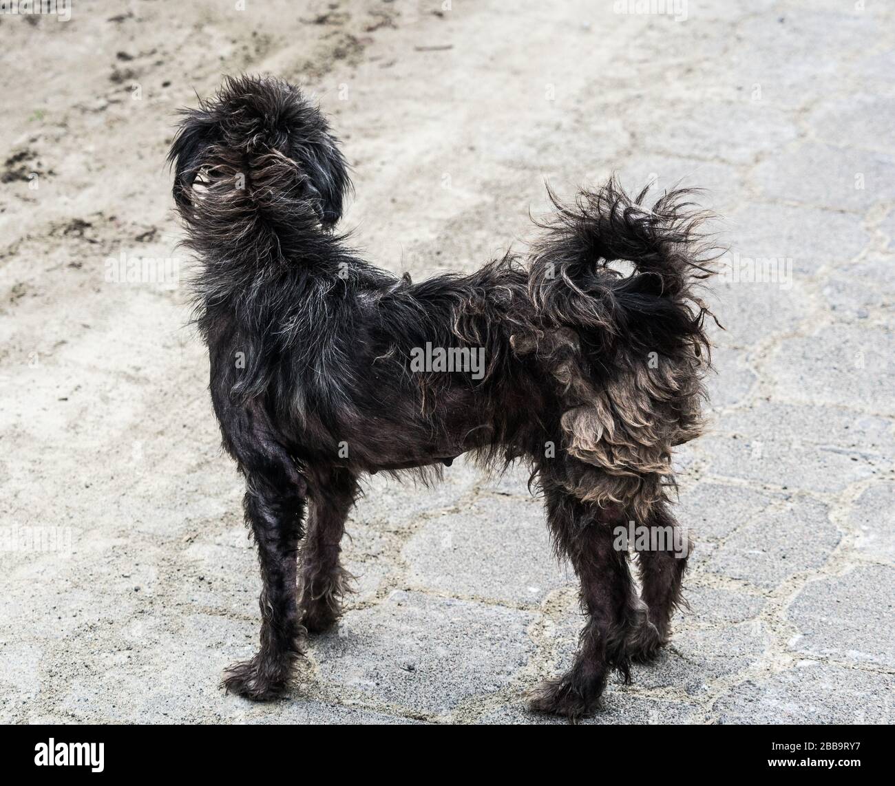 Un chien qui s'enorne sur une rue pavée donnant à l'extérieur de la caméra. Banque D'Images Un chien qui s'enorne sur une rue pavée donnant à l'extérieur de la caméra. Banque D'Images