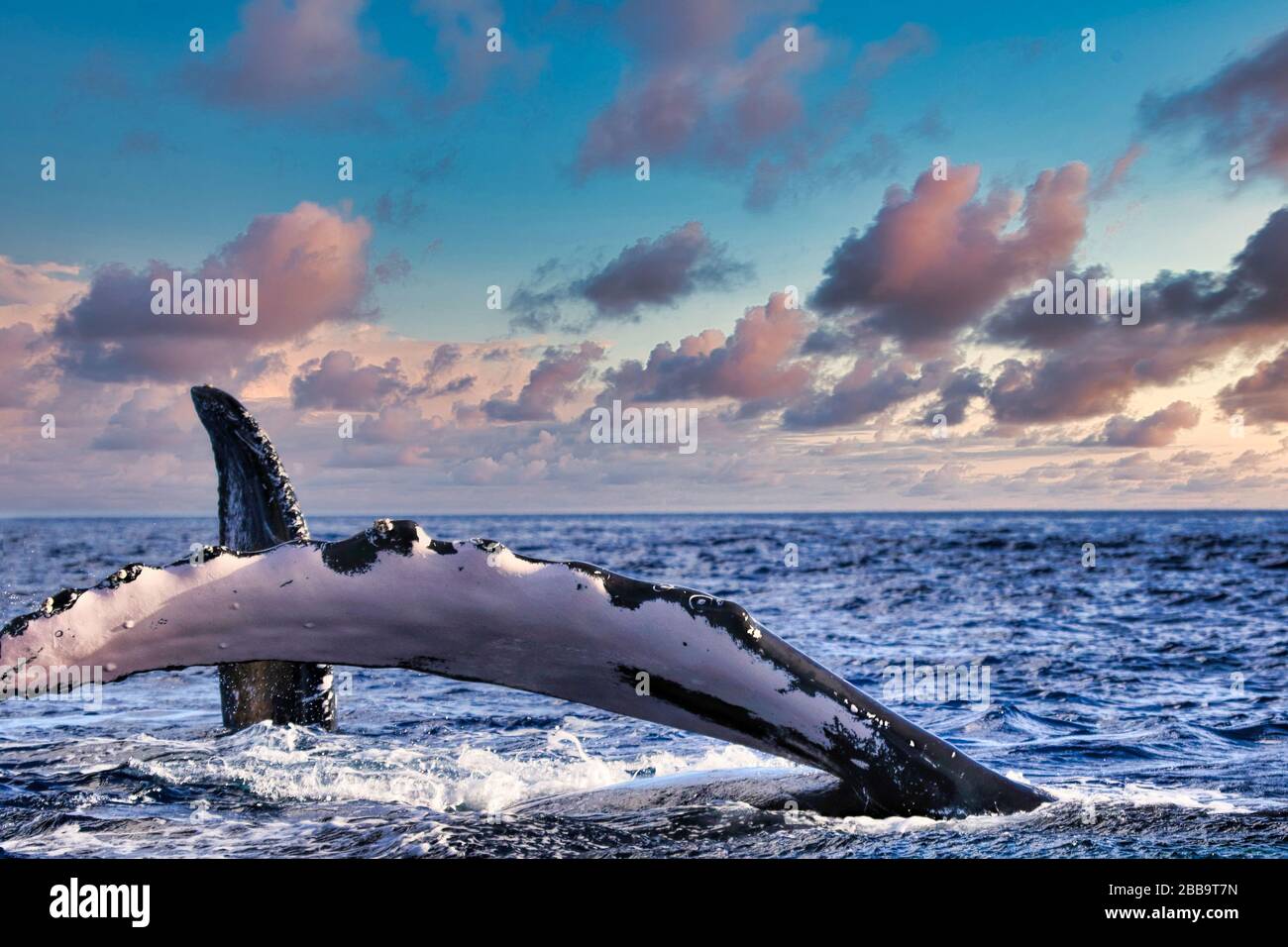 Les baleines à bosse de la mère et du bébé prolongent les nageoires pectorales l'une vers l'autre. Banque D'Images