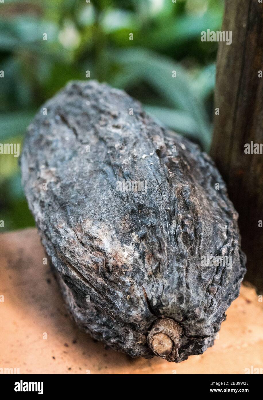 Une gousse de cacao mûr. Banque D'Images