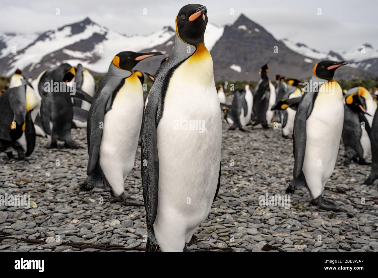 groupe de pingouins en antarctique Banque D'Images