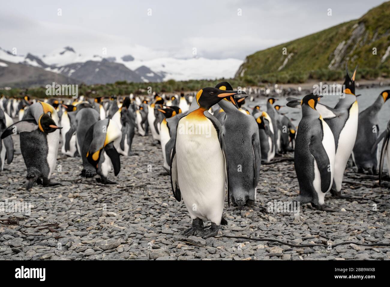 groupe de pingouins en antarctique Banque D'Images