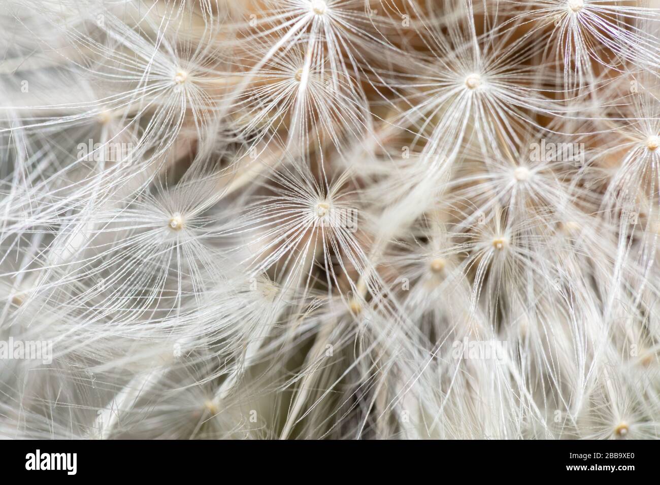 Vue rapprochée de la tête de semence d'une fleur sauvage de pissenlit (Taraxacum) Banque D'Images