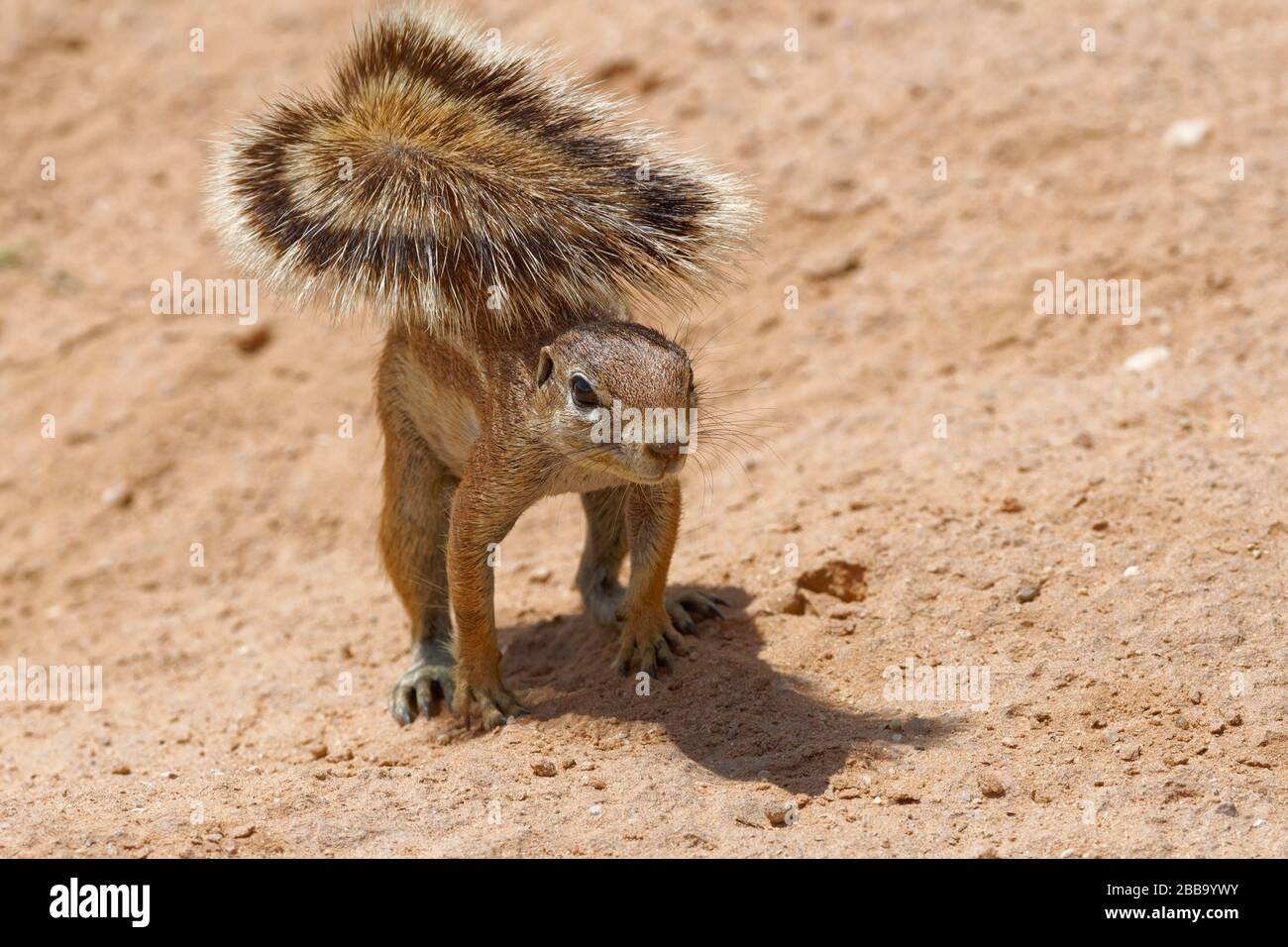 L'écureuil terrestre du Cap (xerus inaouris), sur tous les cours, Alert, Kgalagadi TransFrontier Park, Northern Cape, Afrique du Sud, Afrique Banque D'Images