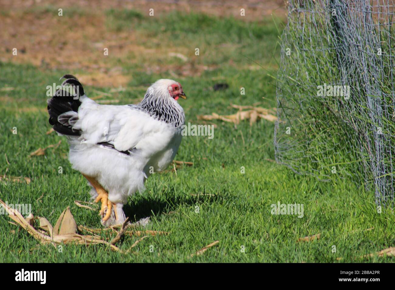 Poule mouchetée blanche et noire qui la frottait Banque D'Images