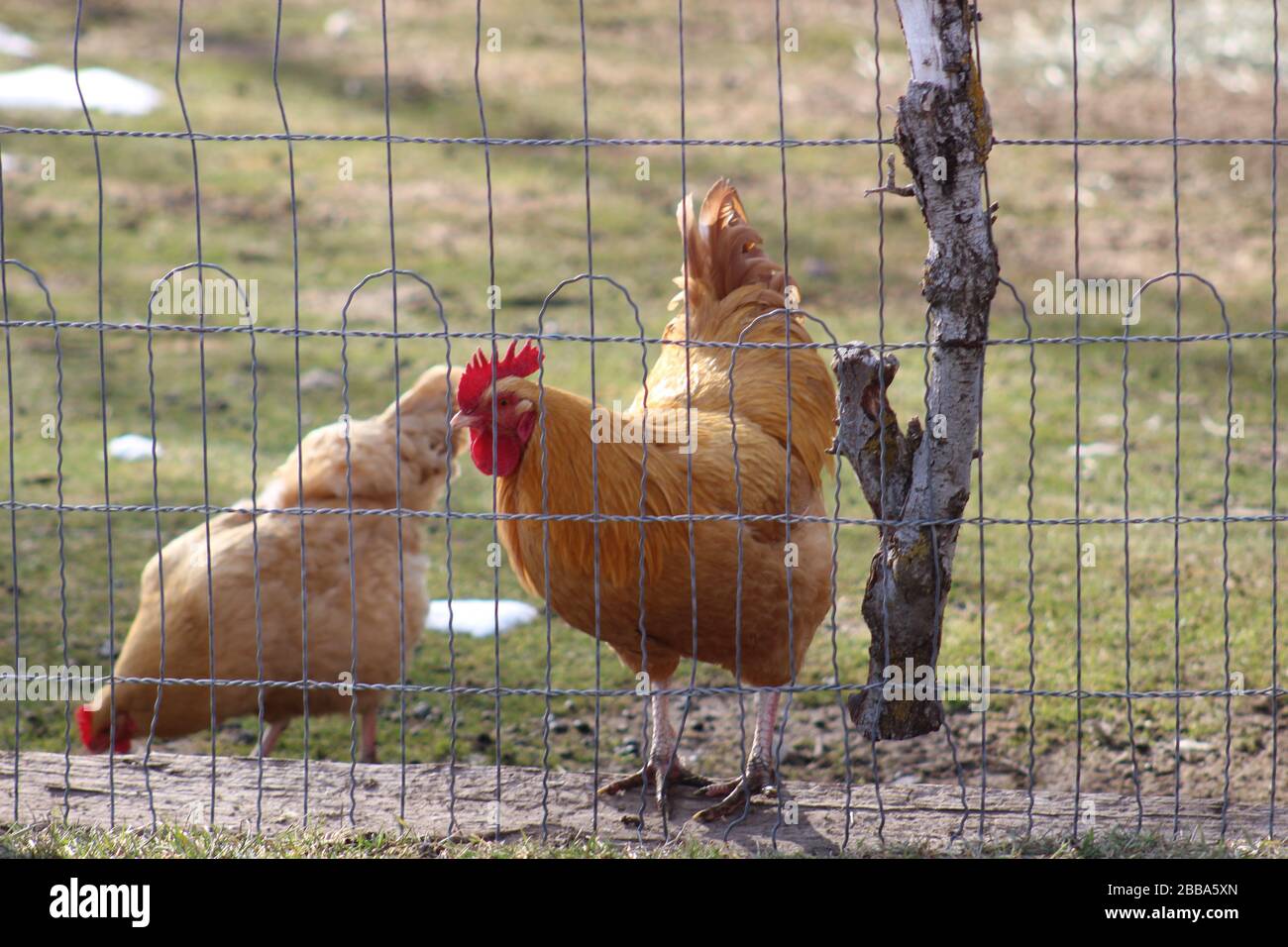 Little Red Hen et Red Rooster Banque D'Images