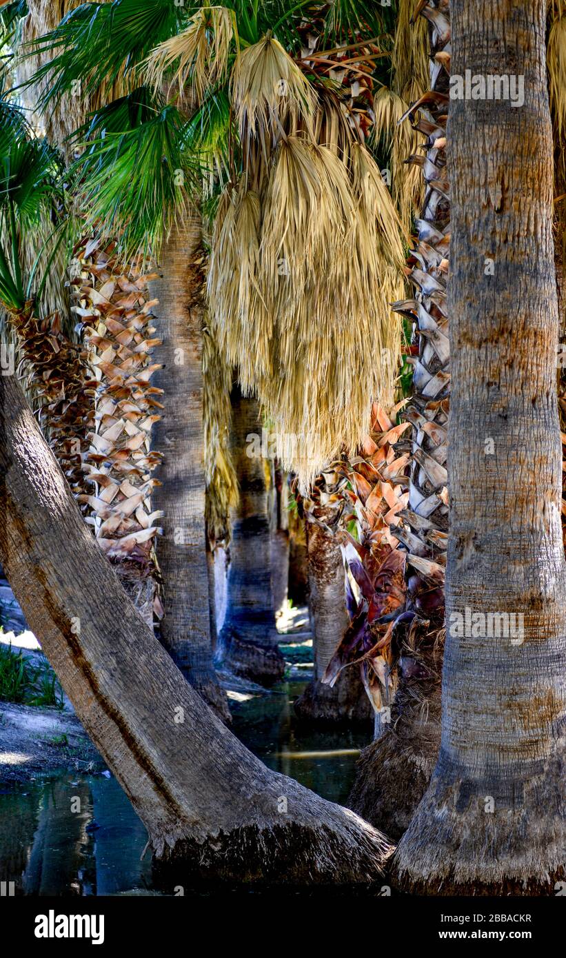 Gros plan de malles en forme de palmier dans une oasis autour de l'eau de source avec des jupes de palmiers en éventail et d'autres malles rasés pour une expérience de texture Banque D'Images