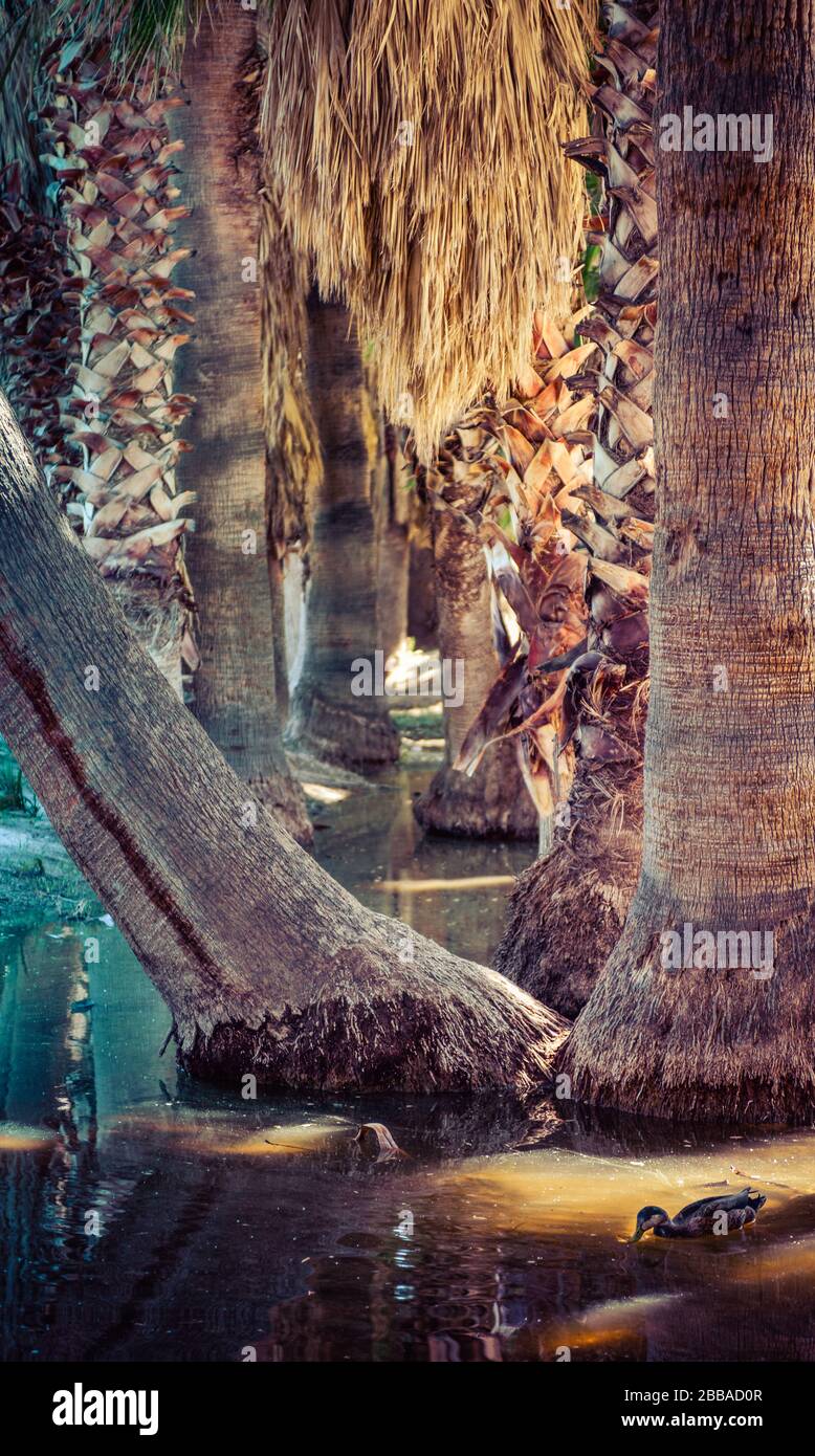 Malles de palmier serpentant dans une oasis autour de l'eau de source avec des jupes de palmiers en éventail et d'autres malles rasées avec un canard solitaire au premier plan, aux États-Unis Banque D'Images