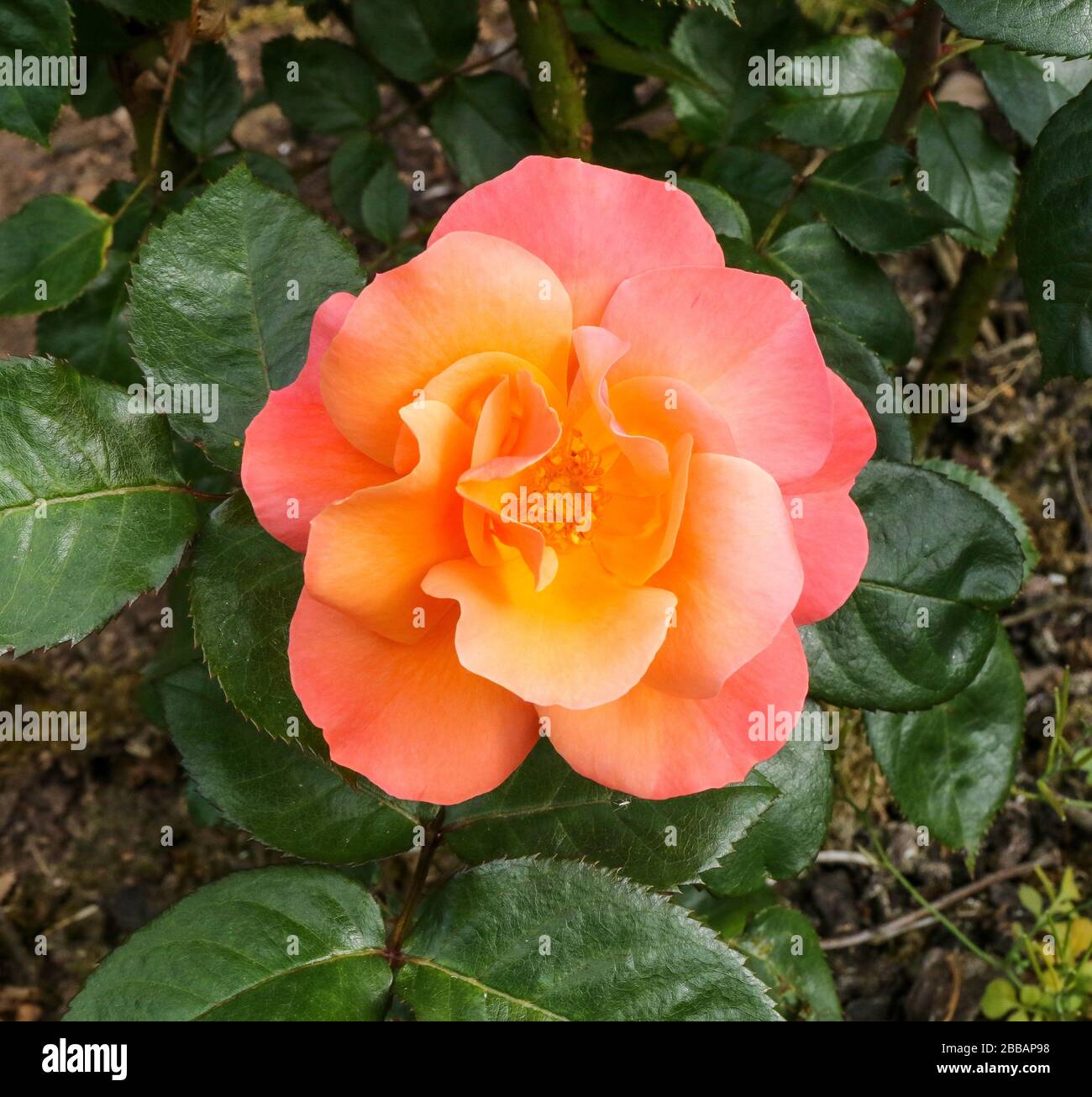 'Cordon Bleu' un thé hybride de couleur orange-pêche ou corail-rose a augmenté en fleur au Royaume-Uni en 2018. Banque D'Images