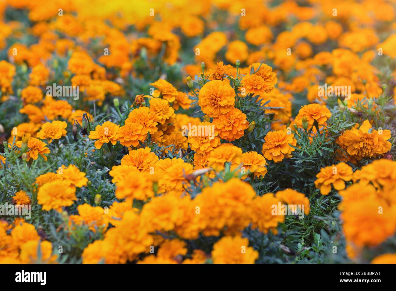 orange tagetes ou Marigold fleurs. Fond floral. Mise au point sélective Banque D'Images