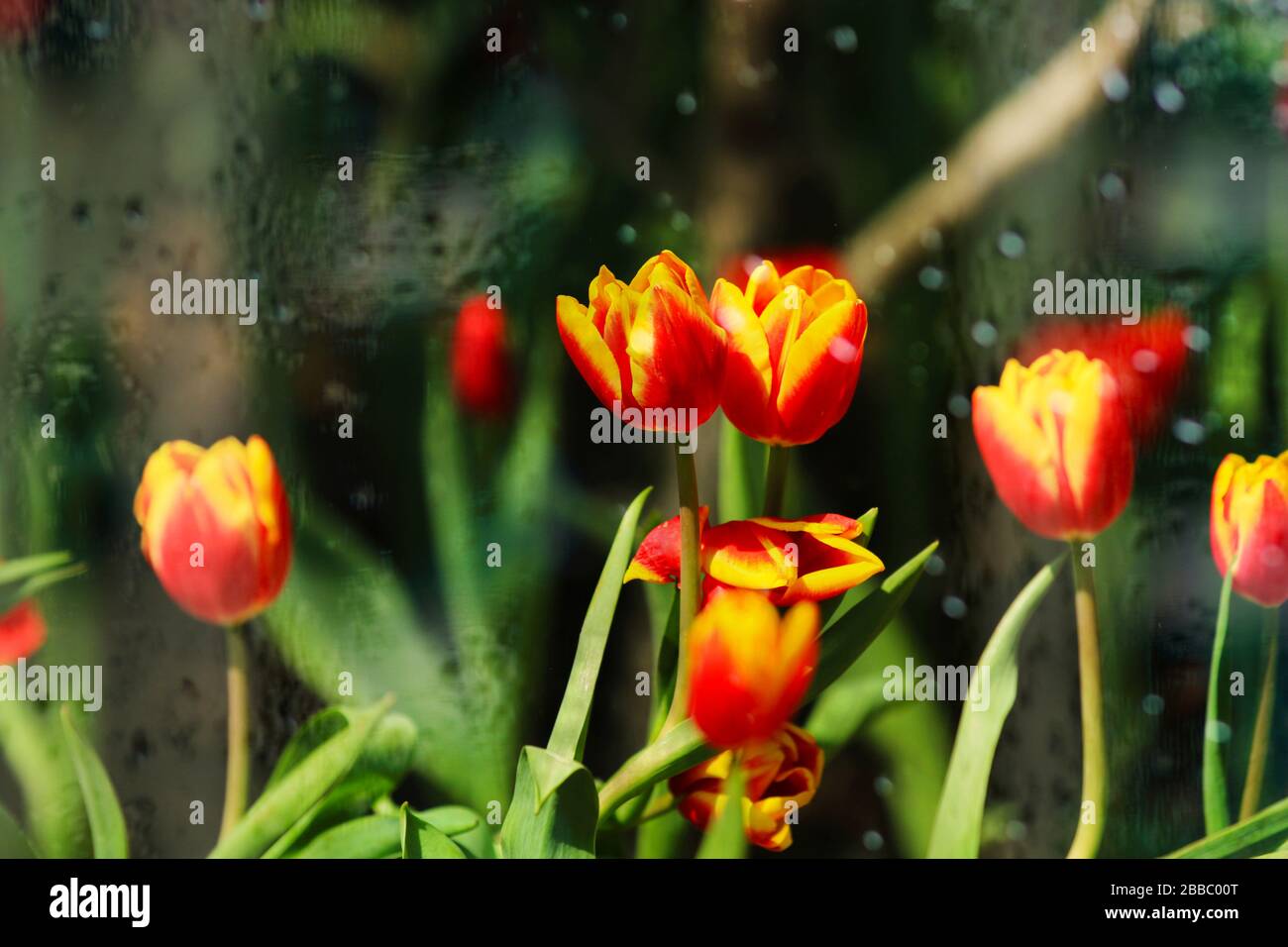 Les tulipes dans la pluie Banque D'Images