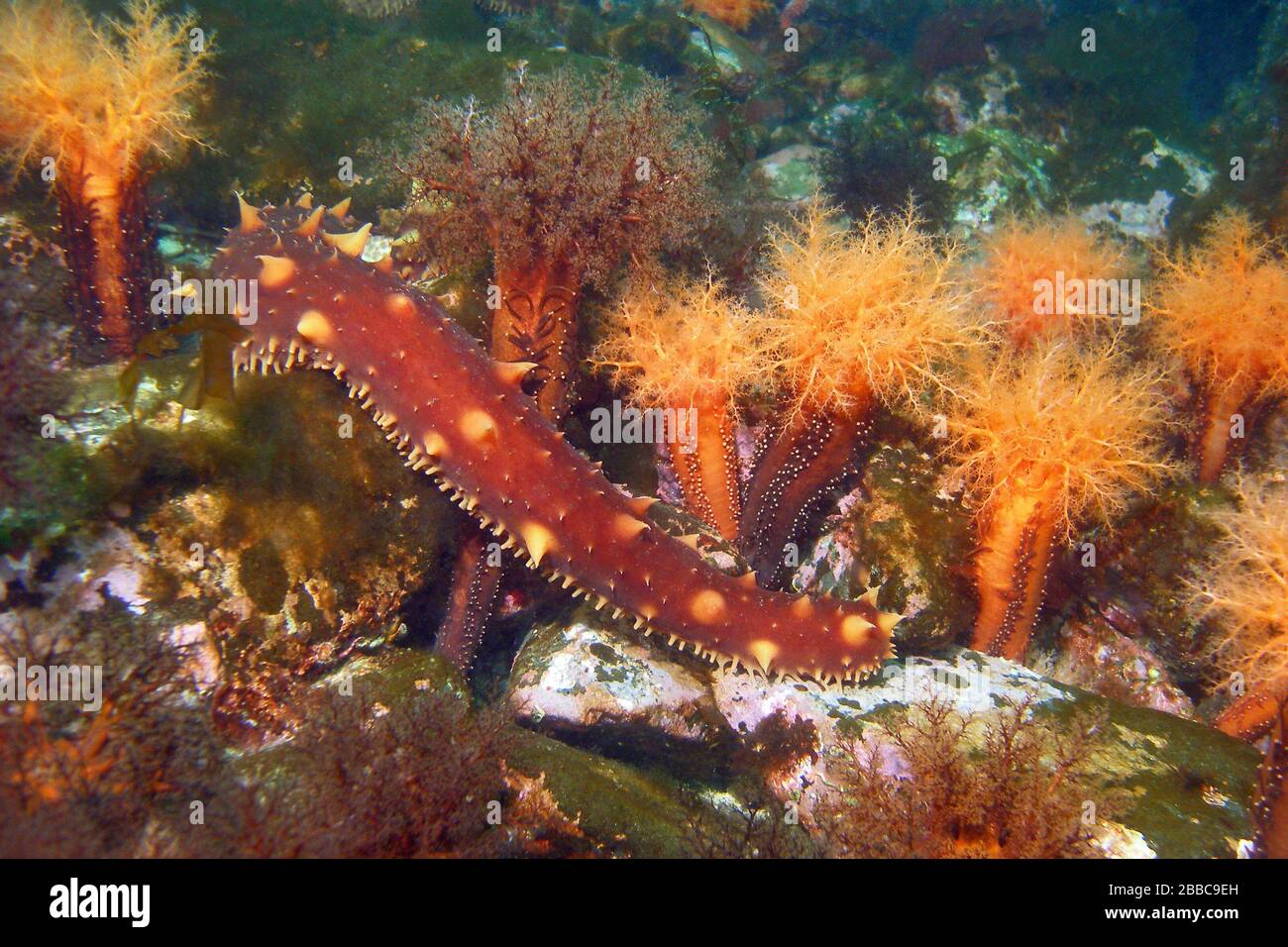 Concombre géant de mer, Parastichopus californicus, concombres de mer d'aviron orange, Cucumaria miniata Banque D'Images