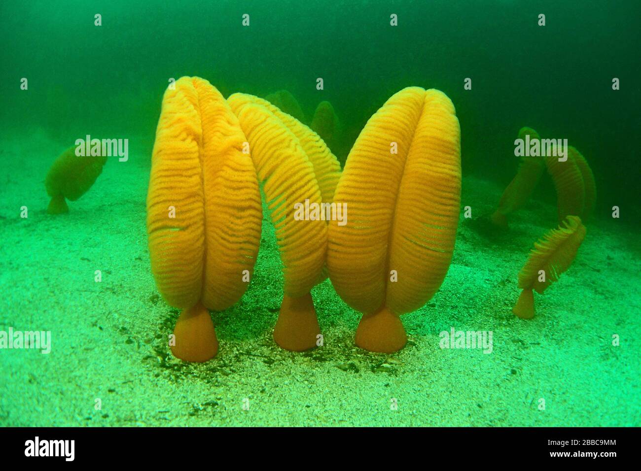 Stylos de mer orange (Ptilosarcus gurneyi), Hussar point, passage Browning, détroit de la Reine-Charlotte, C.-B. Banque D'Images