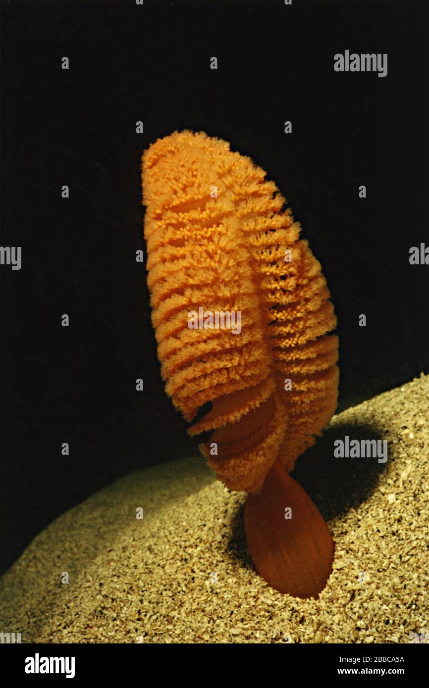 Plume de mer (Ptilosarcus gurneyi), Islet Browning, détroit de la Reine-Charlotte, C.-B. Banque D'Images