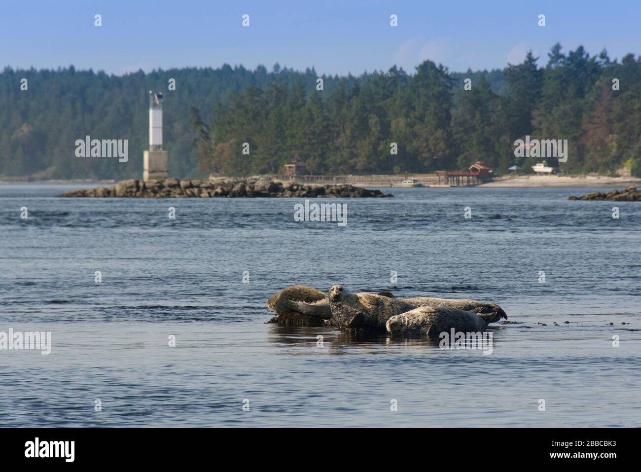 Phoque commun (Phoca vitulina), coucher de soleil sur un rocher, mer de Salish près de Sidney, C.-B., Canada Banque D'Images