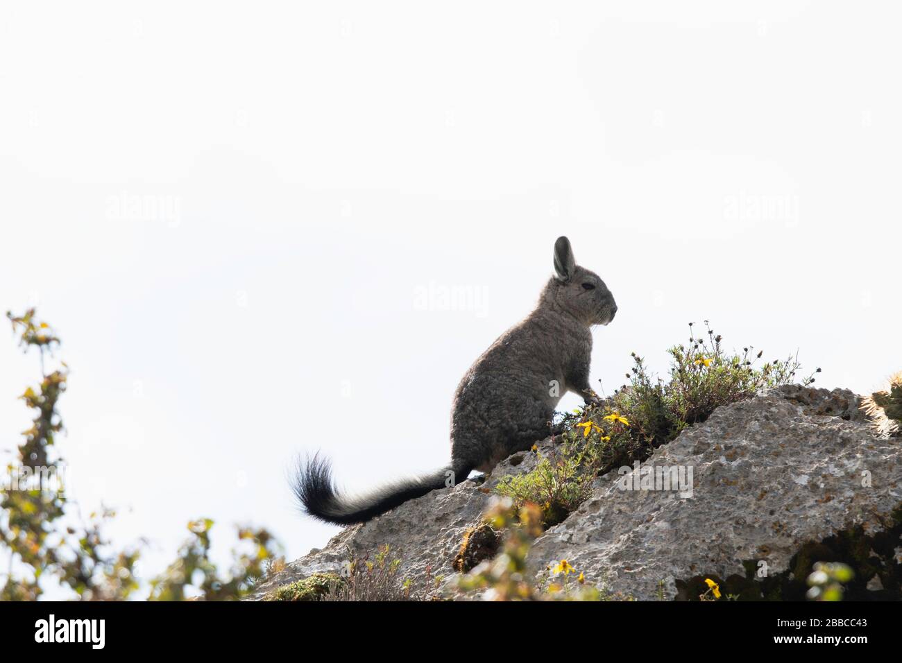 plateau andin Banque D'Images