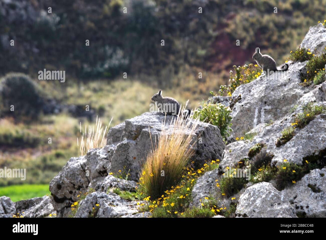 plateau andin Banque D'Images