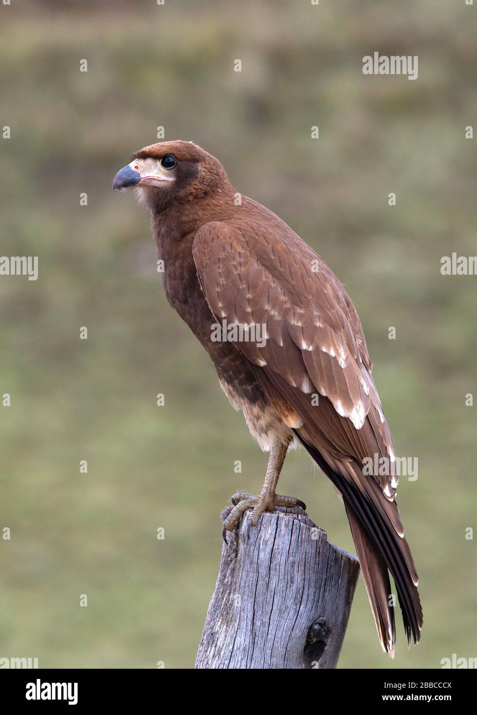 faune du plateau andin Banque D'Images