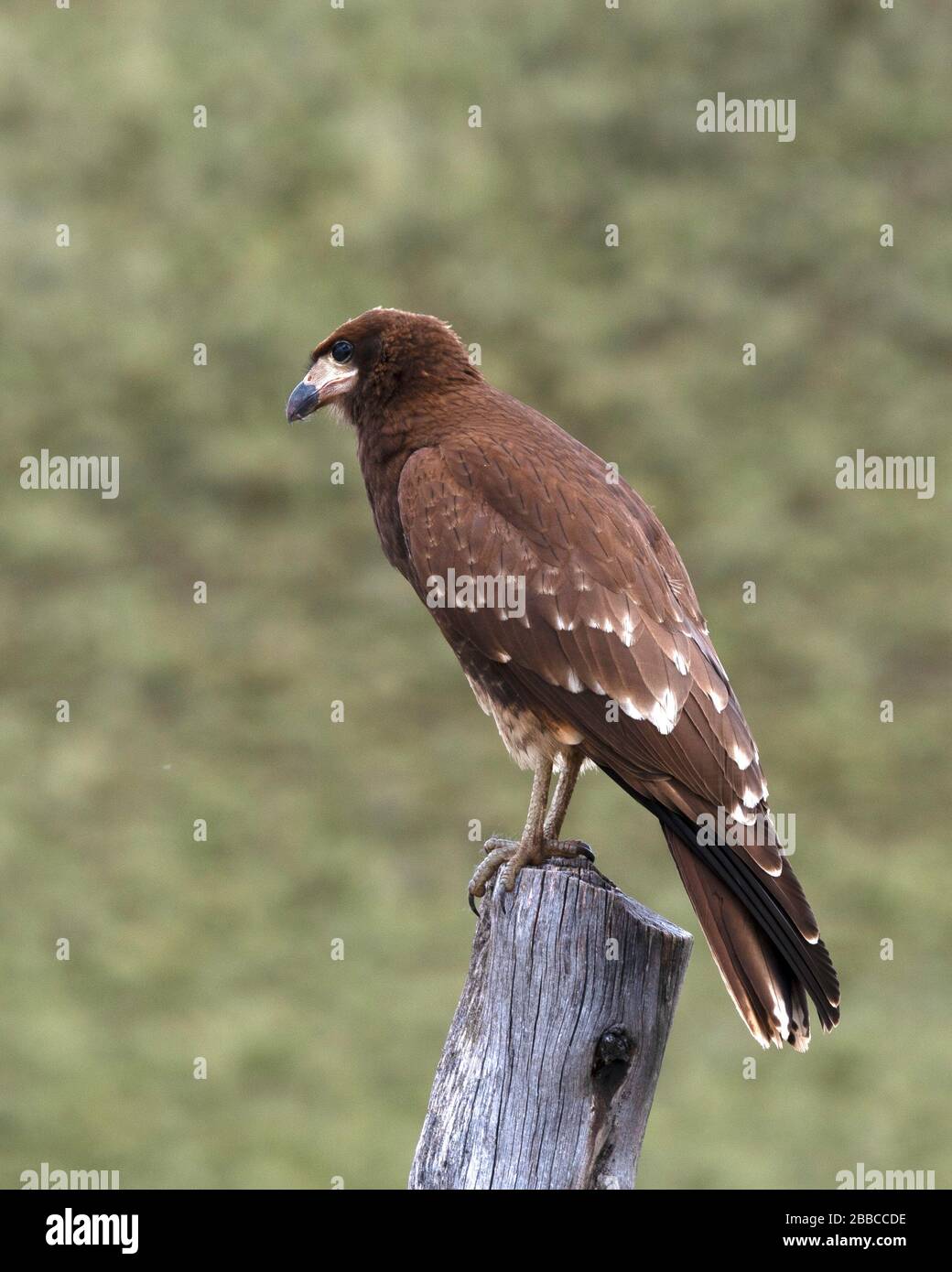 faune du plateau andin Banque D'Images