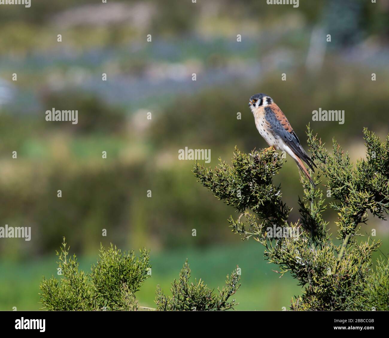 faune du plateau andin Banque D'Images