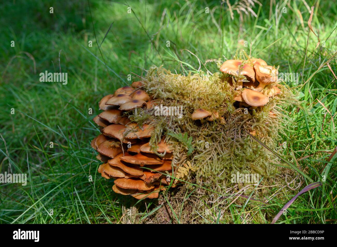 Champignons sur la vieille souche, Haida Gwaii, anciennement connue sous le nom d'îles de la Reine-Charlotte, Colombie-Britannique, Canada Banque D'Images