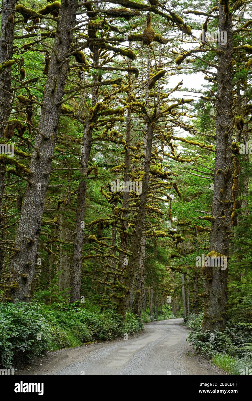 Route de la colline de remorquage, Haida Gwaii, anciennement connue sous le nom d’îles de la Reine-Charlotte, Colombie-Britannique, Canada Banque D'Images
