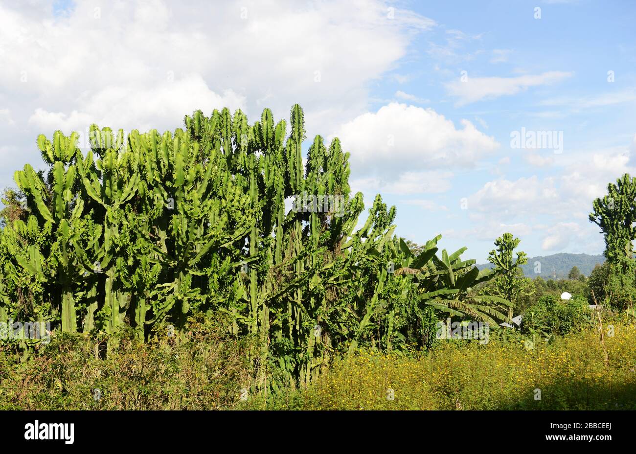 Arbre de cactus de bougie dans la région de Kaffa en Ethiopie. Banque D'Images