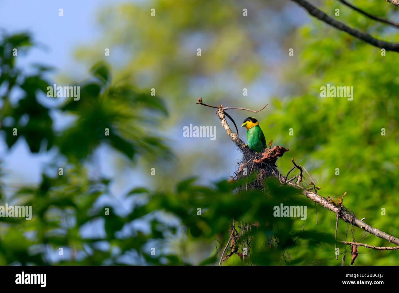 Broadbill à queue longue ou Psarisomus dalhousiae près du sanctuaire de faune de Mahananda Latpanchar West Bengal India Banque D'Images