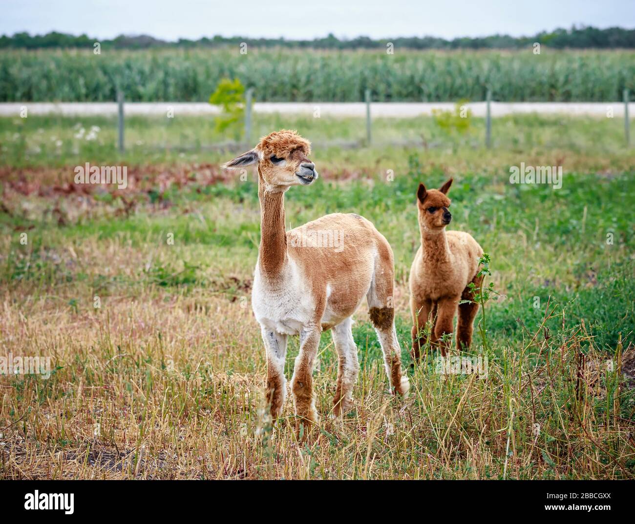 Un adulte récemment cisaillé Alpaga et un bébé non cisaillé Alpaga dans un champ agricole, Manitoba, Canada. Banque D'Images